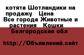 котята Шотландики на продажу › Цена ­ 5 000 - Все города Животные и растения » Кошки   . Белгородская обл.